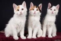 Četiri mačića neprimjetno ušla u avion i otputovala iz Singapura u Hong Kong