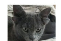 Мачка са два пара ушију постала звијезда Инстаграма