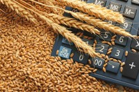 Pšenica za godinu poskupjela 100 evra po toni: Zalihe zasad zaustavljaju veći rast cijena brašna i hljeba