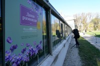 Поводом Дана примирја изложба биљке рамонде у Ботаничкој башти у Београду