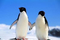 Ријетки пингвин препливао 3.000 километара