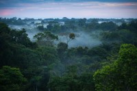 Brazil: Krčenje šuma Amazona poraslo za 22 odsto