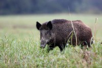 U Stričićima kod Banjaluke potvrđen prvi slučaj zaraze trihinelom: Zaražena divlja svinja upalila alarm