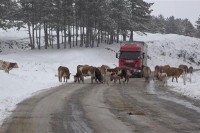 Krave i koze "blokirale" put na Zlatiboru, ližu so