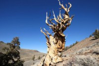 Калифорнијско дрво Метузалем, најстарије на свијету
