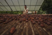 Više od 6.500 porodica u kolumbijskom gradu zarađuje za život od proizvodnje kakaa