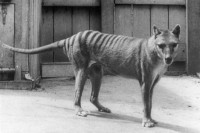 Pogledajte posljednji snimak posljednjeg poznatog tasmanijskog tigra  VIDEO