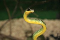 U božićnoj jelki pronašli zmiju otrovnicu VIDEO