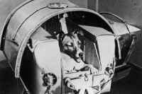 Pas koji je žrtvovan za nauku: Zbog čega je baš Lajka poslata u svemir i kako je izgledao njen let? VIDEO