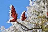 Данас претежно сунчано и хладно