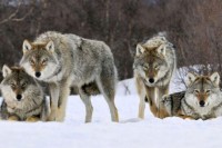 U Francuskoj zatvoren zoološki vrt iz kojeg je pobjeglo devet vukova