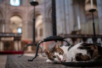 Mačka iz crkve u Noriču ima “terapeutski” uticaj na vjernike