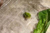 Купио салату у супермаркету, па у њој пронашао жабу