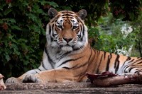 САД: Радника Зоо врта напао тигар, полиција убила животињу