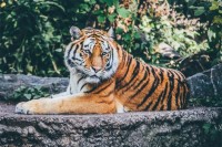 Ове године у Индији угинуло или убијено 126 тигрова