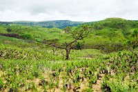 Rekordno uništavanje brazilske savane Serado tokom 2021.