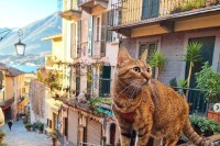 Mačka iz BiH jedna je od najpopularnijih na svijetu, ima čak i svoj kalendar te knjigu