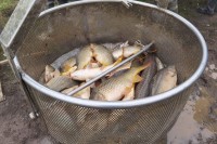 Izlov ribe iz prnjavorskog “Ribnjaka” u stečaju završen: Šaran obezbijedio dvije plate