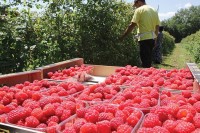 Малинари из средњег Подриња ишчекују одштету због града