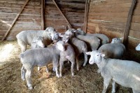 Фармери у проблему због високих цијена сточне хране: Ни добра потражња не спасава овчарство