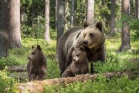 Slovenija: Lovac povrijeđen, napao ga medvjed