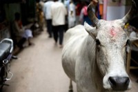 Indija i životinje: Zašto su smrtonosni napadi krava tema na predstojećim izborima