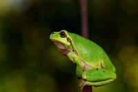 Научници жабама ампутирали кракове па постигли да им израсту нови
