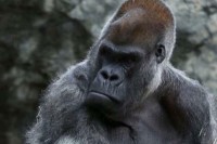 Угинуо најстарији музјак гориле на свијету