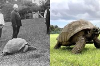 Džonatan- kornjača stara skoro dva vijeka