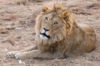 Лав побјегао из кавеза у зоолошком врту у Ирану и убио упосленика