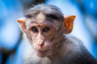 Мајмуну уградили имплант за вид без очију, ускоро испитивање на људима