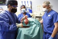 Њемачки научници планирају да узгајају модификоване свиње као доноре срца за људе
