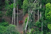 Рекордно крчење шума у бразилској Амазонији у јануару