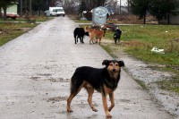 Zbog nesavjesnih vlasnika sve više napuštenih životinja: Udome psa, pa ga ostave na ulici