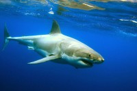 Сиднеј лови бијелу ајкулу која је убила пливача