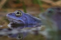 Neobičan oglas u BiH: Traži se plava žaba, pronalazaču vrijedna nagrada