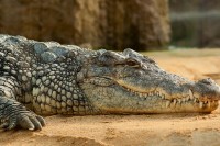Несварени диносаурус у утроби крокодила - чудесно откриће научника