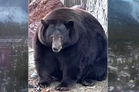 Henk Tenk - medvjed provalnik pokupio simpatije ljudi, ali ga juri policija