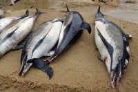 Osam uginulih delfina pronađeno na plaži na sjeverozapadu Francuske