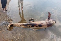 У Камбоџи угинуо посљедњи слатководни Иравади делфин, заплео се у рибарску мрежу