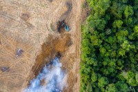 Amazonska prašuma se bliži prijelomnoj tački, drveće bi moglo masovno izumirati