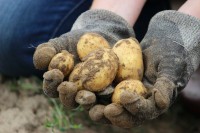 Rogatički krompir na dobrom putu do oznake zaštite geografskog porijekla