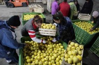 Руси не дижу руке од воћа из Српске