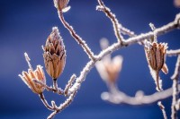 До краја седмице претежно ведро, али хладно