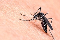Јапански енцефалитис се појавио у Аустралији,шире га комарци