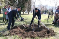 U Trebinju planirana sadnja 1.000 platana