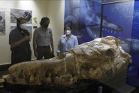 У Перуу откривена 36 милиона година стара лобања морског чудовишта
