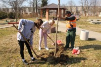 Србац: Нови платани уљепшаће град