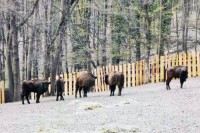 Evropski bizoni ponovo pasu na Fruškoj gori