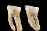 Код Ниша пронађени зуби неандерталаца стари 300.000 година